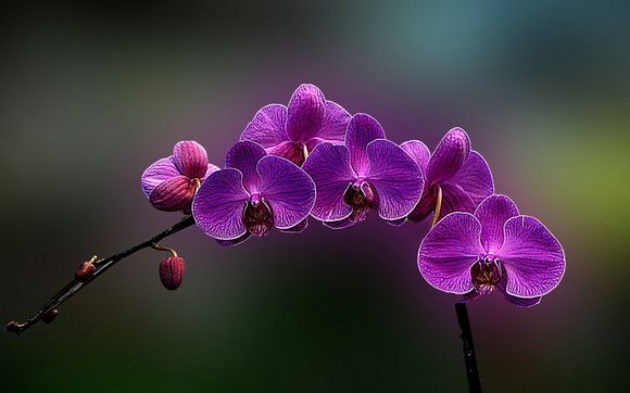 qq小窝电脑版怎么打开